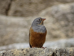 Emberiza caesia