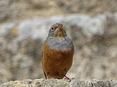 Emberiza caesia