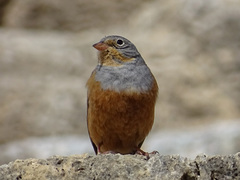 Emberiza caesia