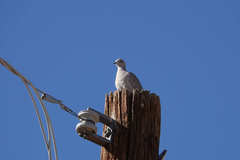 Streptopelia decaocto