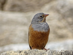 Emberiza caesia