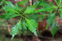 Phyllocladus aspleniifolius
