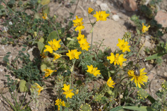 Hypecoum pseudograndiflorum