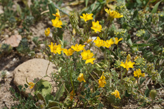 Hypecoum pseudograndiflorum