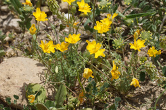 Hypecoum pseudograndiflorum