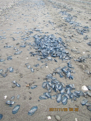 photo of By-the-wind Sailor (Velella velella)