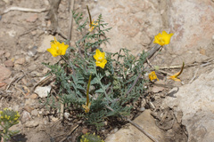 Hypecoum pseudograndiflorum