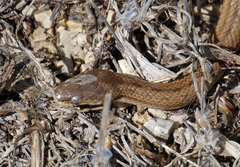 Macroprotodon mauritanicus
