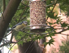 Cyanistes caeruleus