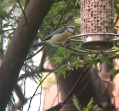 Cyanistes caeruleus
