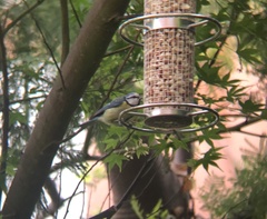 Cyanistes caeruleus