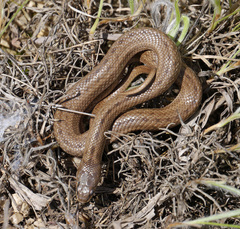 Macroprotodon mauritanicus