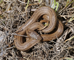 Macroprotodon mauritanicus