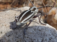 Dorcadion molitor