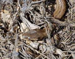 Macroprotodon mauritanicus