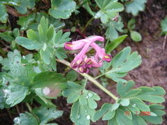 Corydalis conorhiza