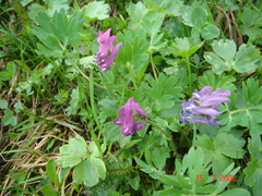 Corydalis conorhiza