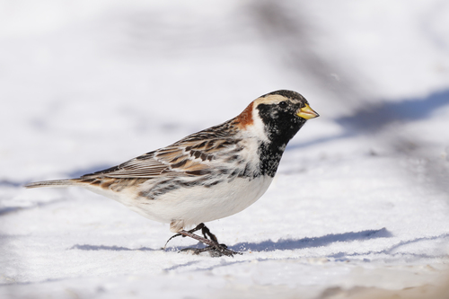 Lapland Longspur
