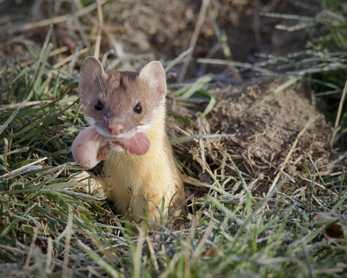 Long-tailed Weasel