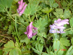 Corydalis conorhiza