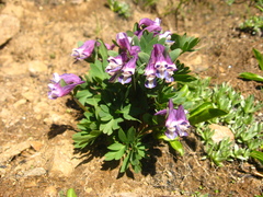 Corydalis conorhiza
