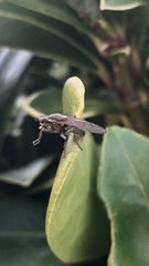 Scathophaga stercoraria