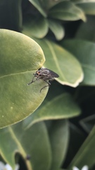 Scathophaga stercoraria