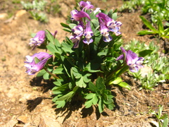 Corydalis conorhiza