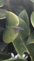 Scathophaga stercoraria