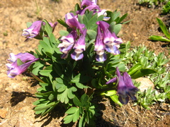 Corydalis conorhiza