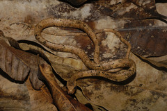 Blunthead Slug Snake photo 2