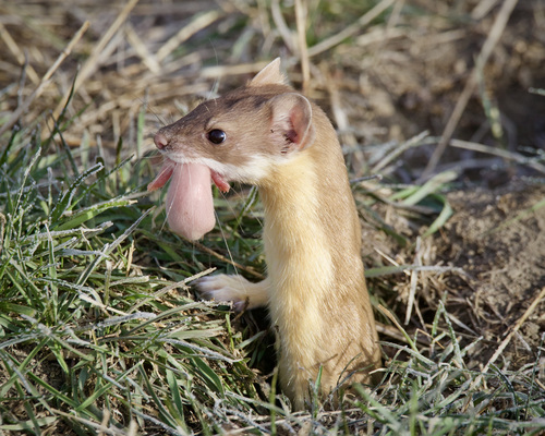Long-tailed Weasel