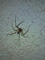 Loxosceles amazonica