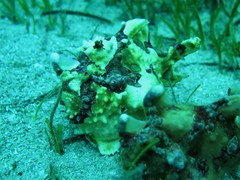 Antennarius maculatus