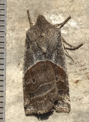 Eupsilia devia