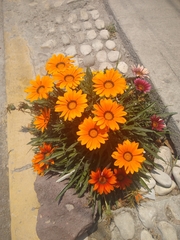 Gazania