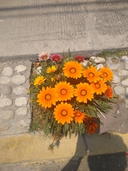 Gazania