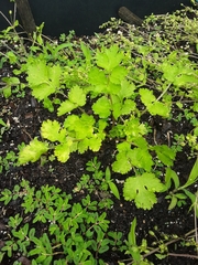 Origanum majorana