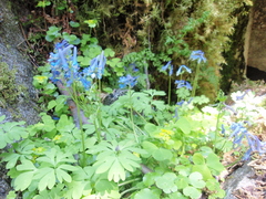 Corydalis emanueli
