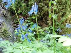 Corydalis emanueli