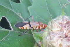 Dysdercus nigrofasciatus