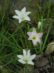 Atamasco Lily (Zephyranthes atamasco)