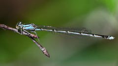 Enallagma divagans