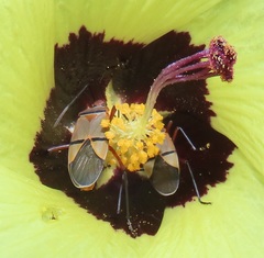 Dysdercus nigrofasciatus