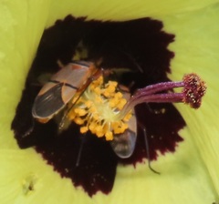 Dysdercus nigrofasciatus