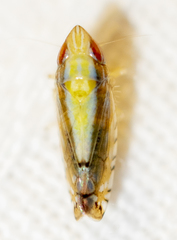 Scaphytopius elegans