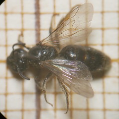 Lasioglossum pauxillum