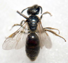 Lasioglossum pauxillum