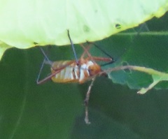 Dysdercus nigrofasciatus