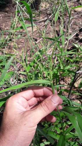 Urochloa mollis